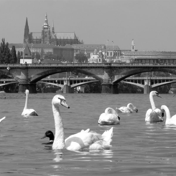 Pražské labutě slaví padesátiny