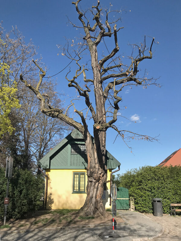 Vyšehrad – akát, nejstarší strom